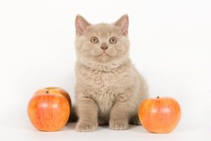 британский котенок среди яблок