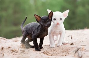котята девон рекс