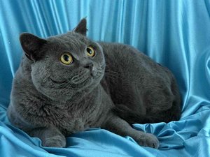 бенгальская кошка описание характера