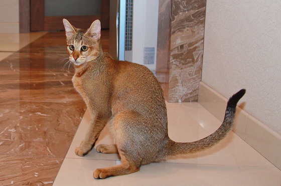 кошка чаузи