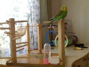 чем играет попугай