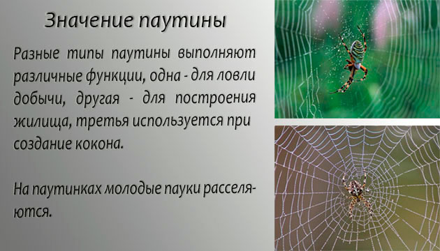 Наиболее частое назначение паутины - поймать добычу