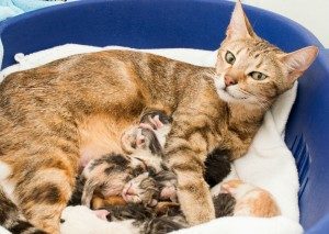 кошка кормит своих котят