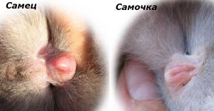определение пола кроликов