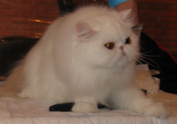 Персидская кошка