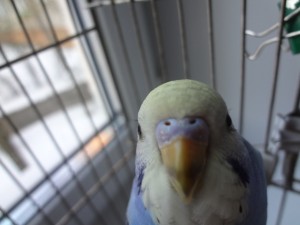 птичий возраст