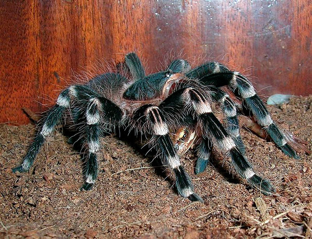 При содержание acanthoscurria geniculata дома необходимо поддерживать определенный температурный режим При содержание acanthoscurria geniculata дома необходимо поддерживать определенный температурный режим