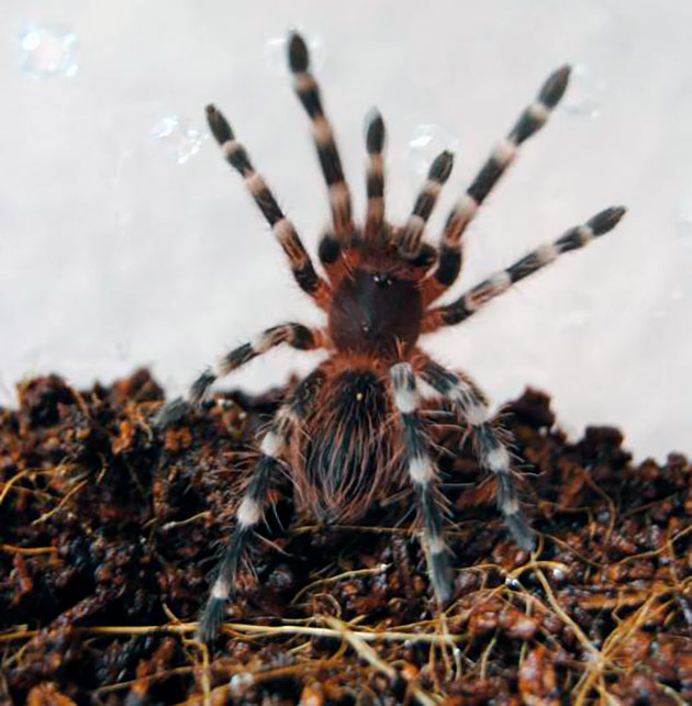 Когда самка acanthoscurria geniculata готова к спариванию, она начинает стучать лапками по настилу или стеклу Когда самка acanthoscurria geniculata готова к спариванию, она начинает стучать лапками по настилу или стеклу
