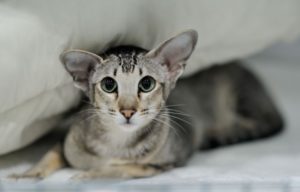 внешний вид ориентальной кошки