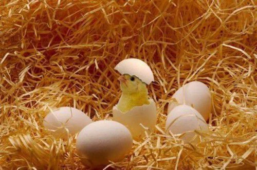Цыпленок вылупляется
