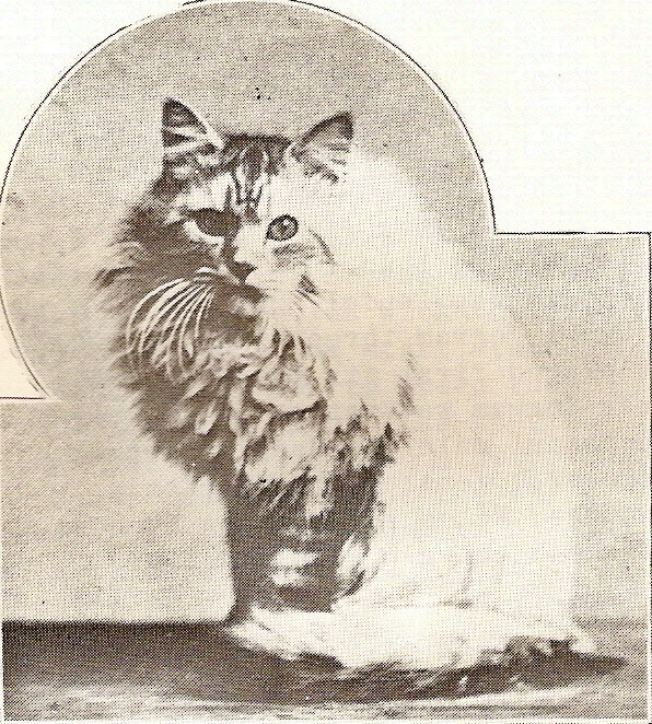 1547395196_silver_lambkin_1547395158_5c3b605620a32.jpg