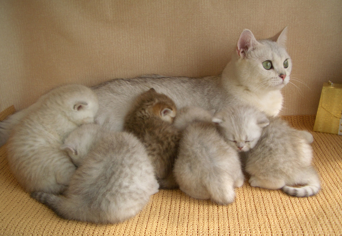 1547471959_koshka_kormit_britanskih_shinshill_1547471947_5c3c8c4b9e55c.jpg