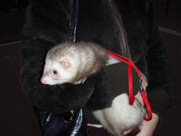 Горностай домашний