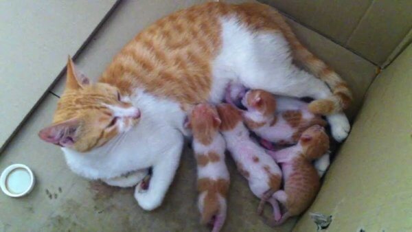 Опухоль молочной железы у кошки
