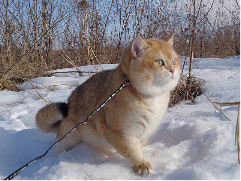britanskaya_shinshilla_na_progulke_1547458485_5c3c57b5a35db.jpg
