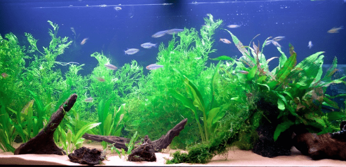 Папоротник Индийский водяной