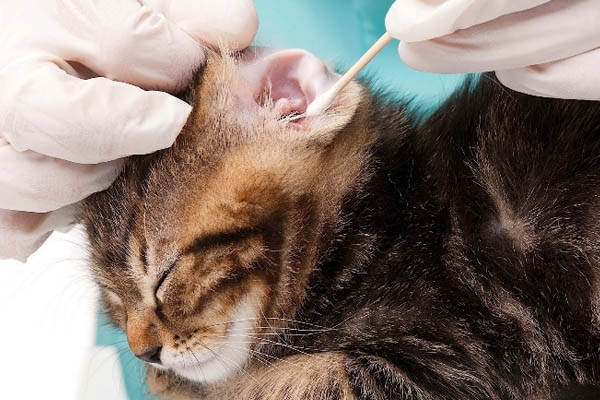 котенку чистят ушки