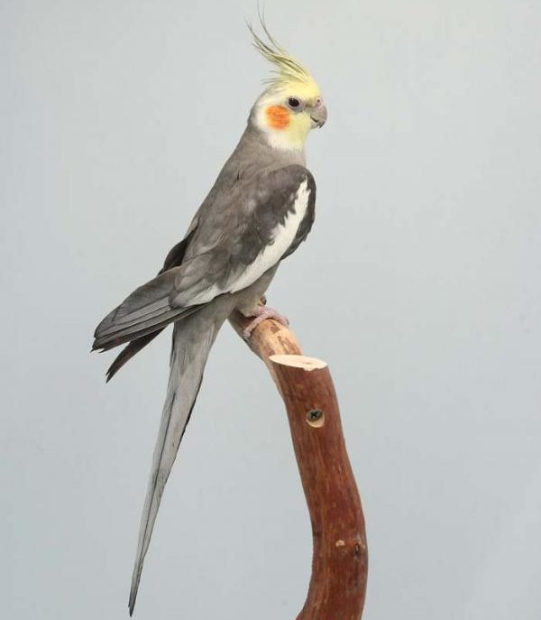 Корельчик