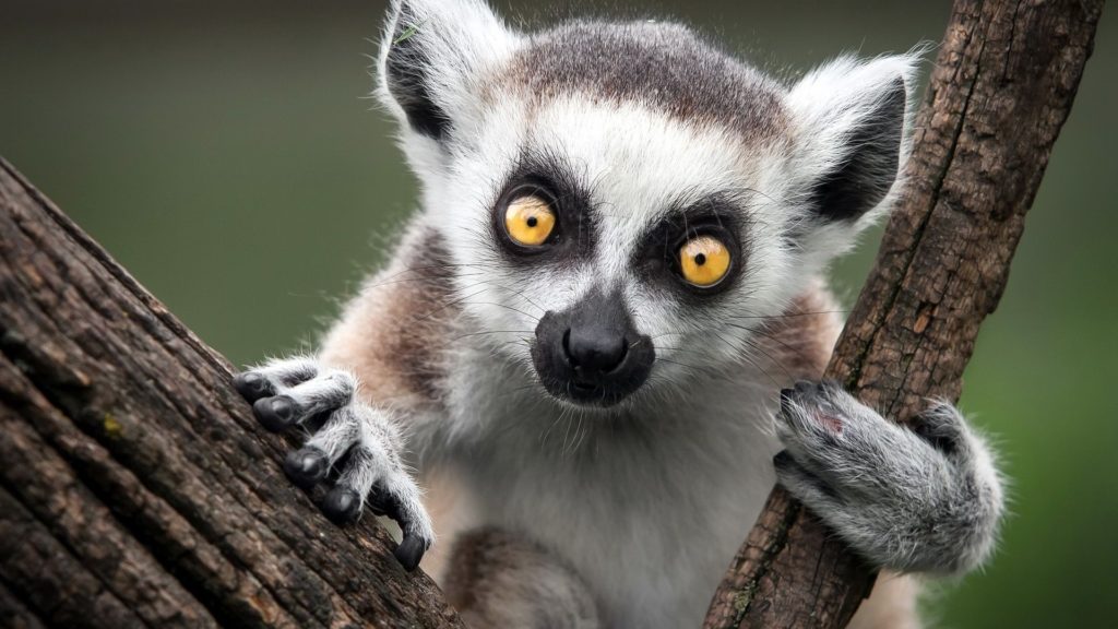 Кошачий лемур