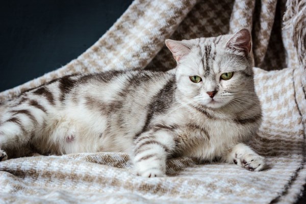 Признаки беременности у кошек