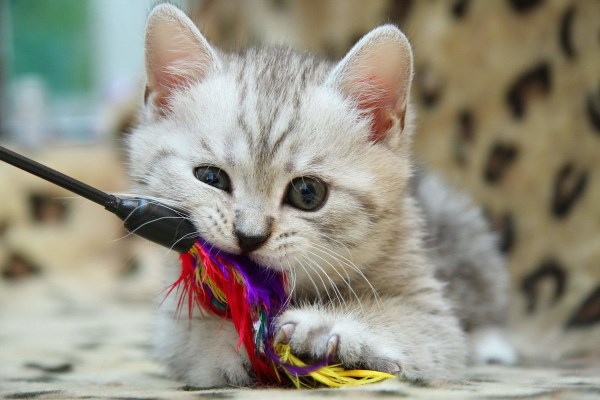 Котенок играет с палочкой