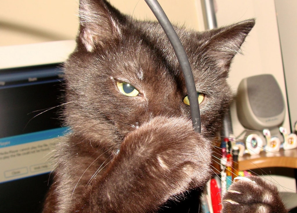 шкода кот