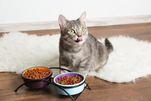 Кот с двумя мисками