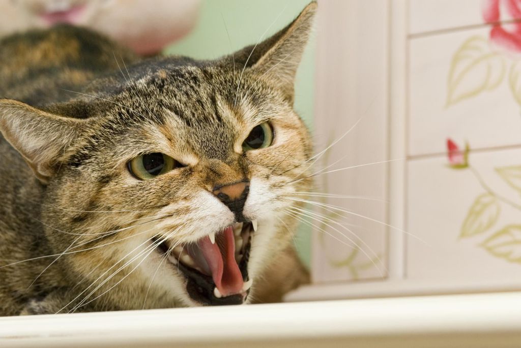 стресс у кота