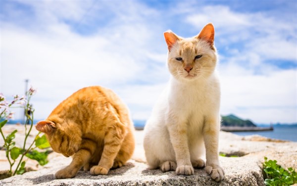Как подружить котов