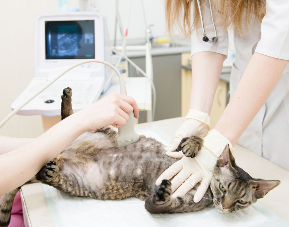 узи для кошки