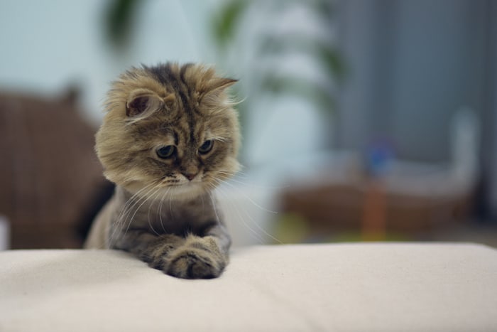Грустный котенок сидит на диване