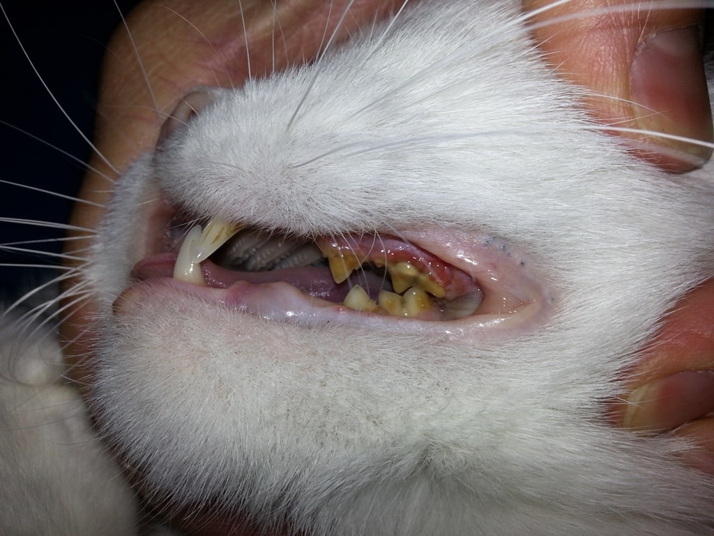 зубной камень у кота