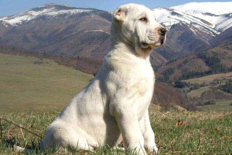 сколько весит алабай