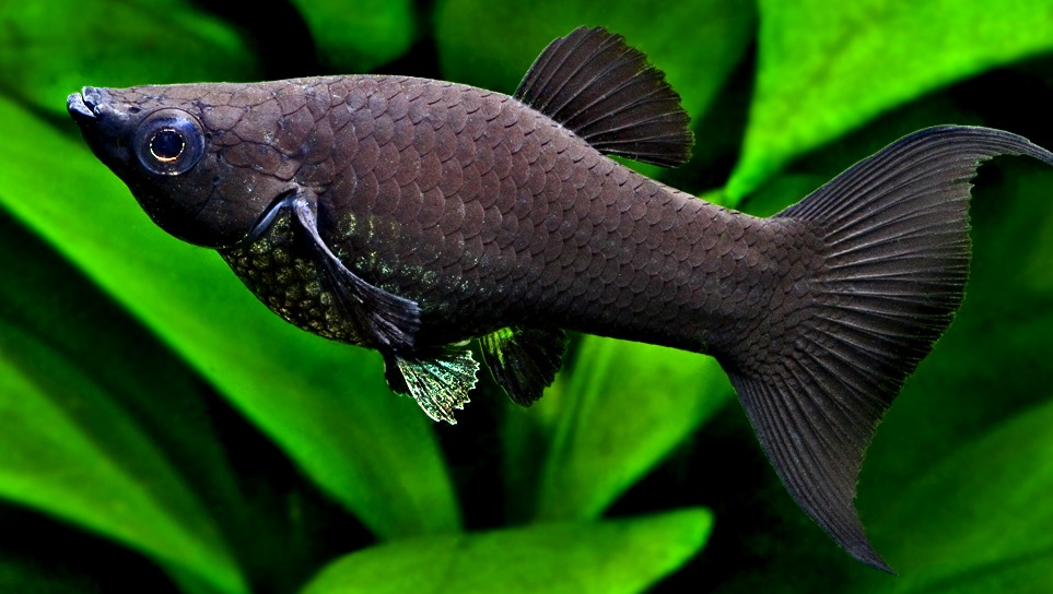 963 Статья - чудеса селекции и декоративные рыбы - Marlin Aquarium