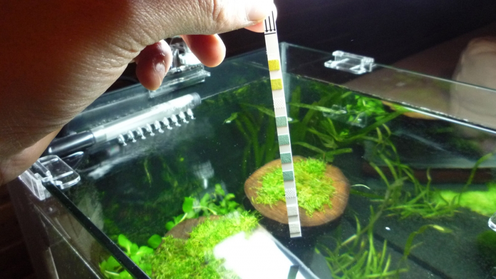 1000 Aquarium Wasserwerte messen - PH, KH, GH, Nitrat und Nitrit mit JBL ...