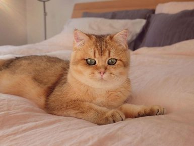 Британская короткошёрстная кошка
