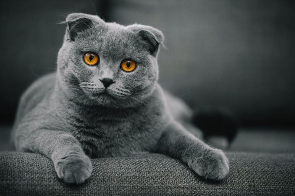 короткошерстные кошки
