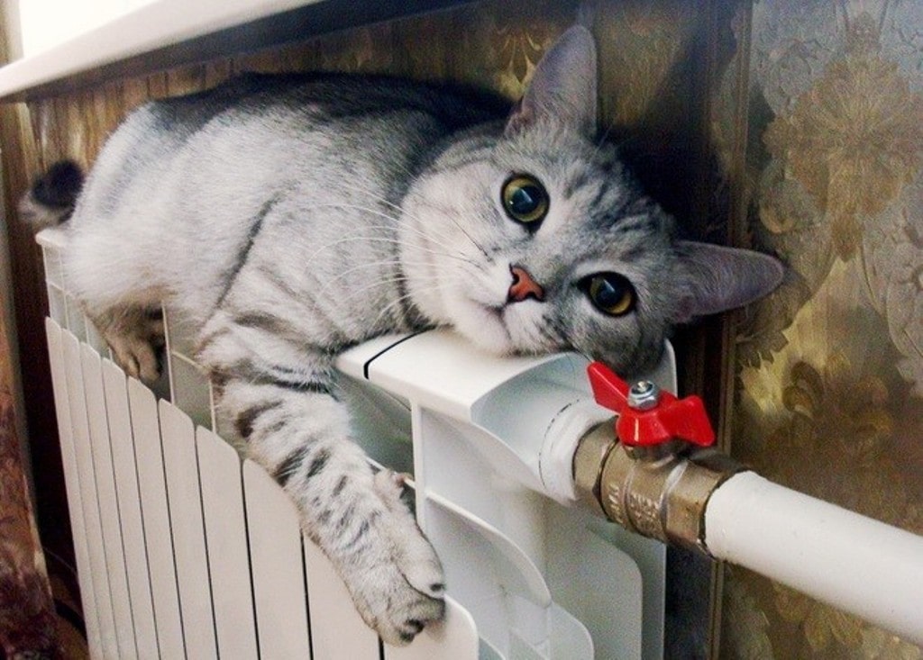 кот на батареи