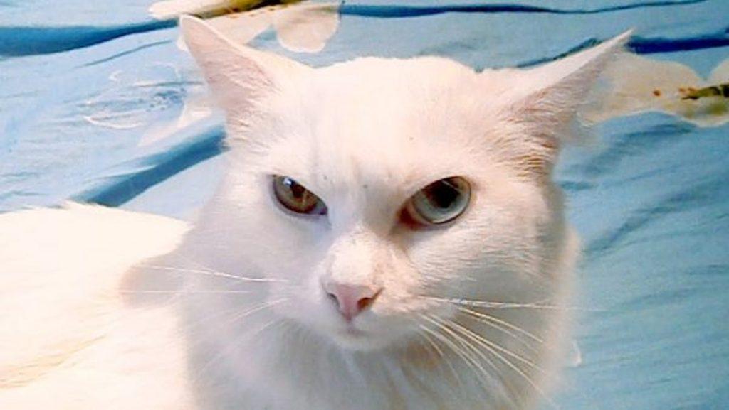 Характерный взгляд кошки