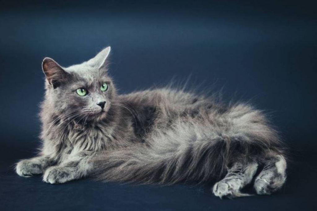 фотосессия кота