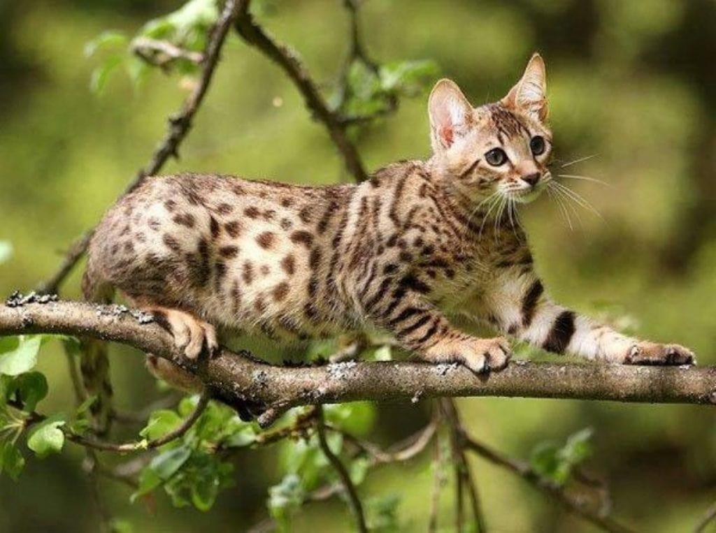 Кот сидит на ветке