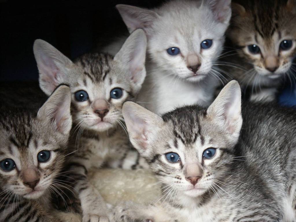 Котята серенгети