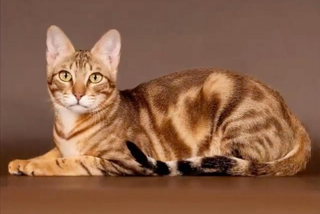 пятнистая кошка