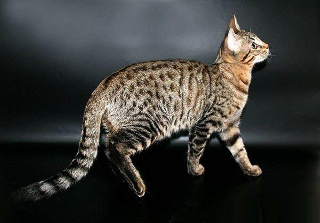 Редкая кошка