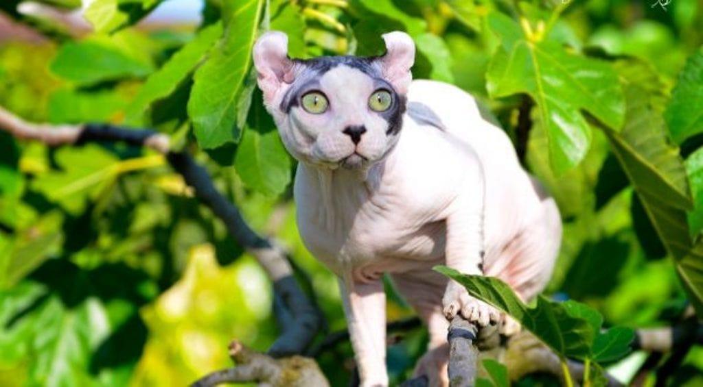 кот на дереве