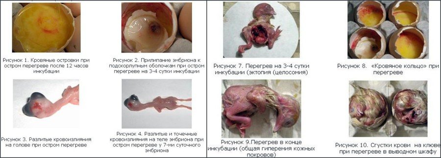 Инкубация гусиных яиц в домашних условиях Инкубация гусиных яиц в домашних условиях
