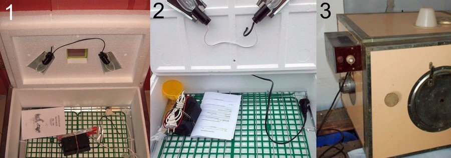 Инкубация гусиных яиц в домашних условиях Инкубация гусиных яиц в домашних условиях