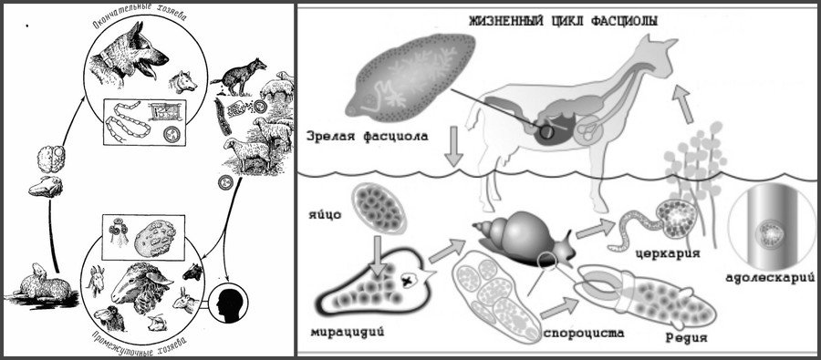 Болезни коз и их симптомы 