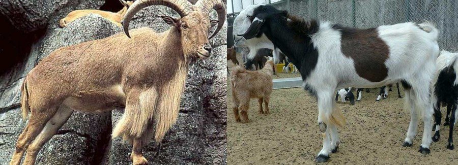 Породы коз 