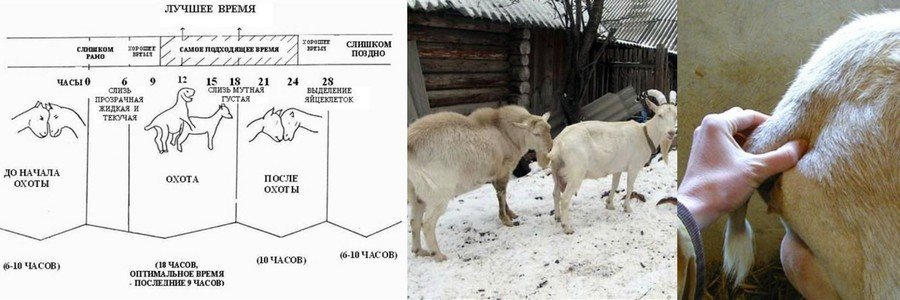 Разведение коз в домашних условиях для начинающих Разведение коз в домашних условиях для начинающих